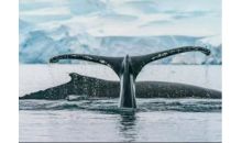 南極半島+阿根廷：布宜、伊瓜蘇二十日探險(xiǎn)之旅