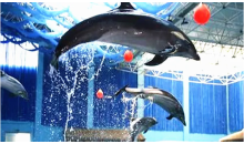 齊河海底世界一日游